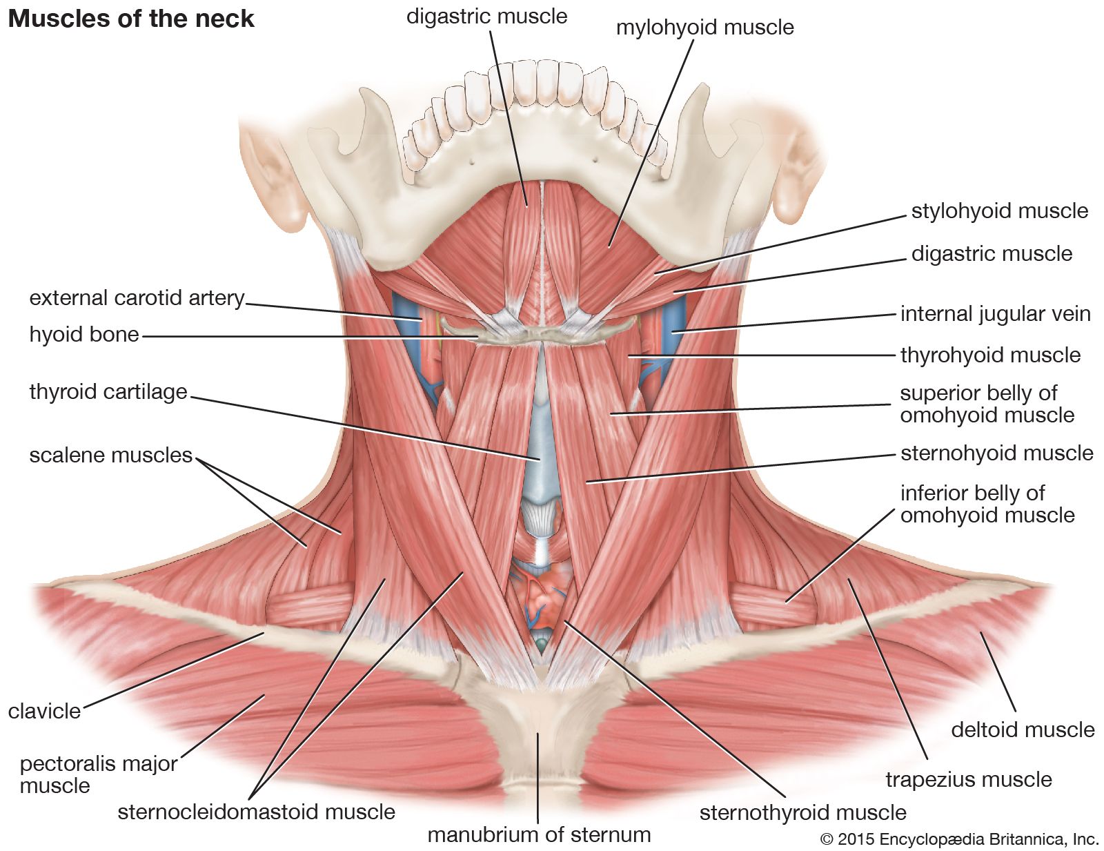 Detail Muscle Images Nomer 44