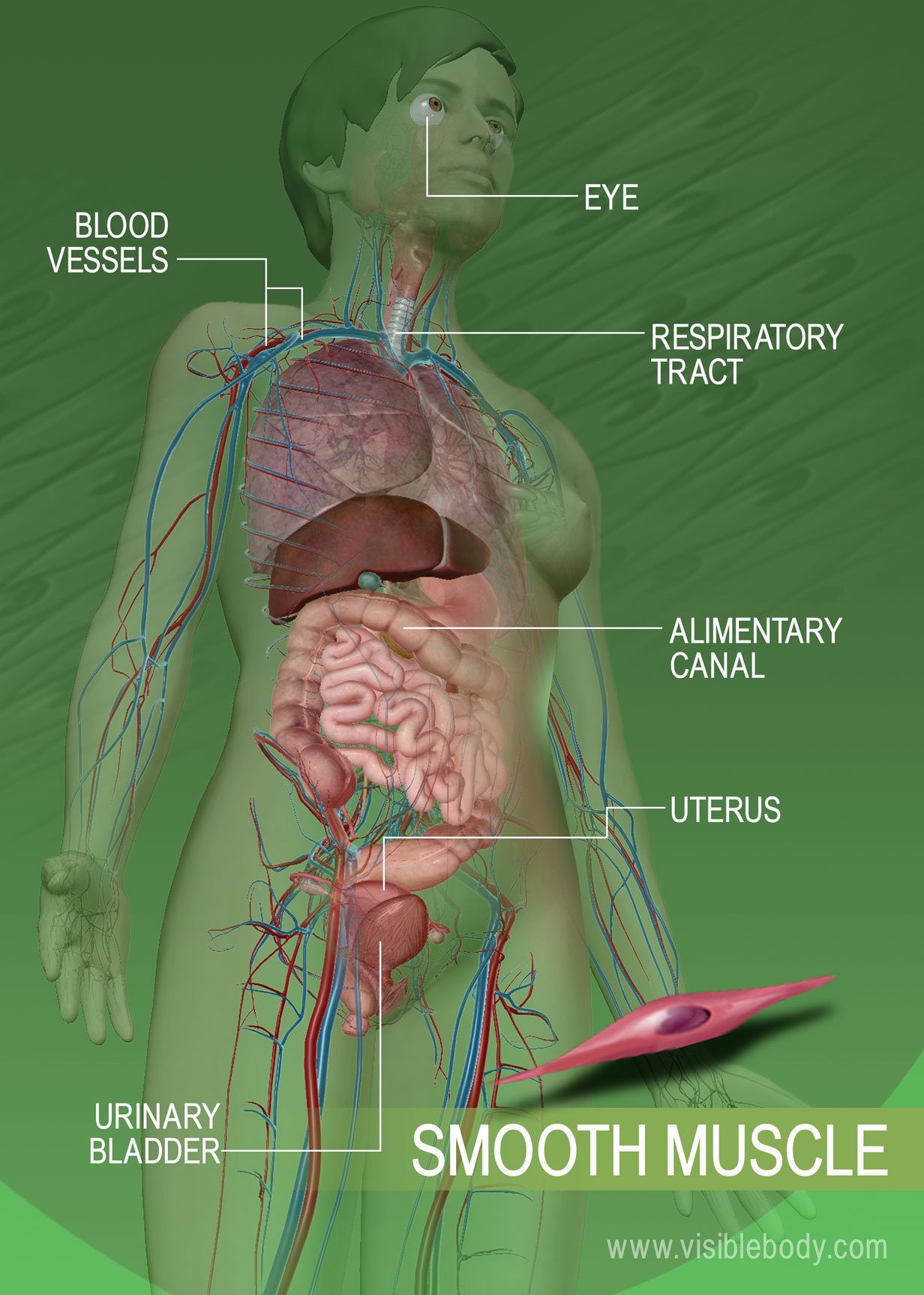 Detail Muscle Images Nomer 46