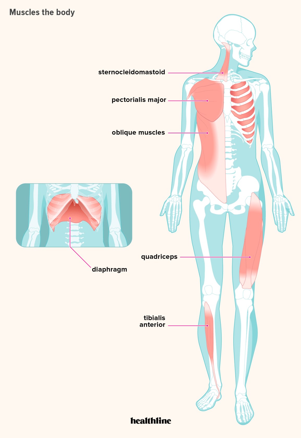 Detail Muscle Images Nomer 53