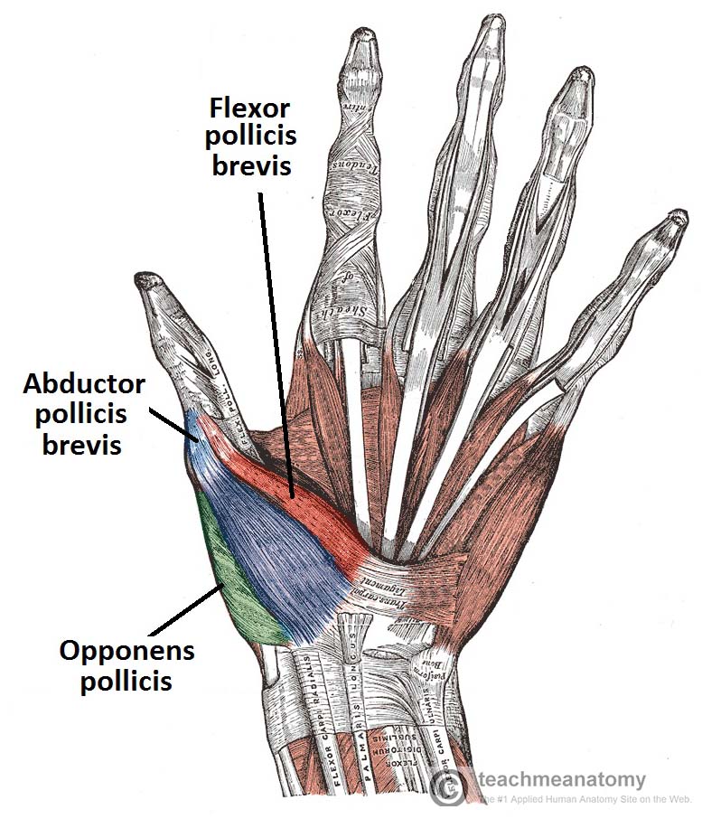 Detail Muscle Images Nomer 55