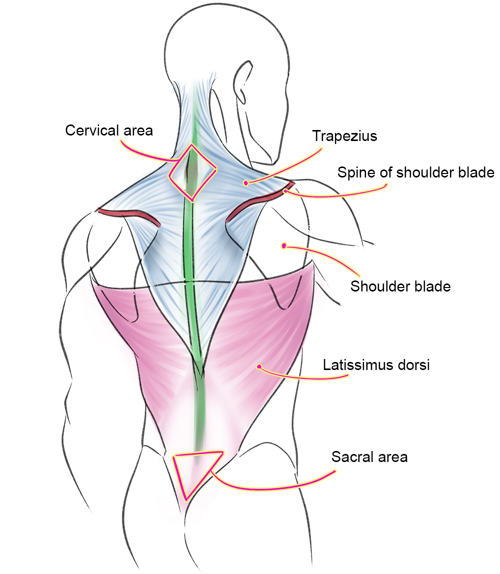 Detail Muscle Images Nomer 56