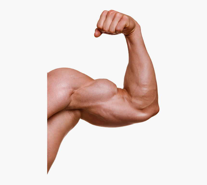 Muscle Transparent - KibrisPDR