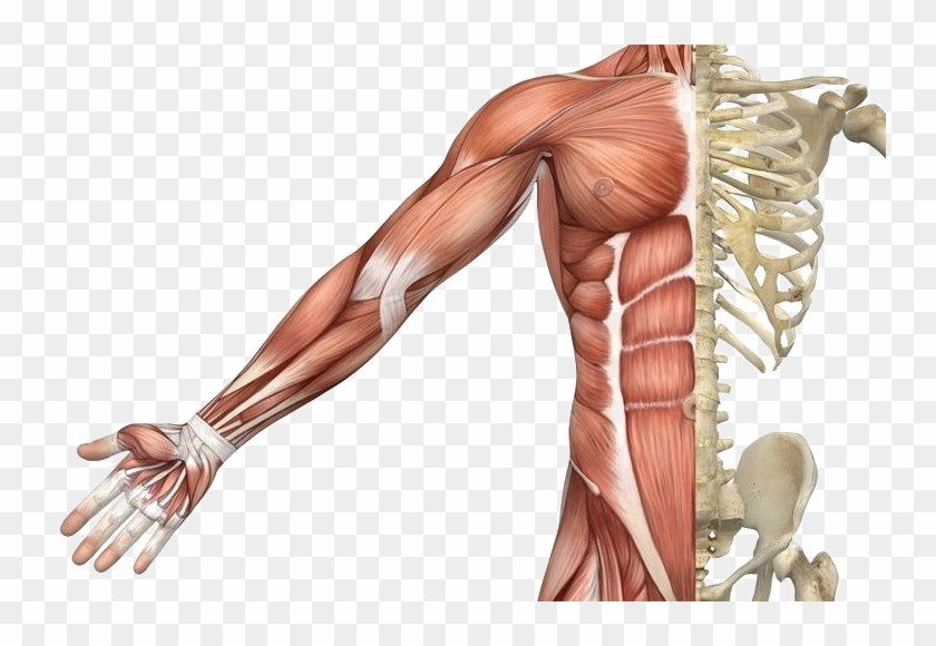 Detail Muscle Transparent Nomer 14
