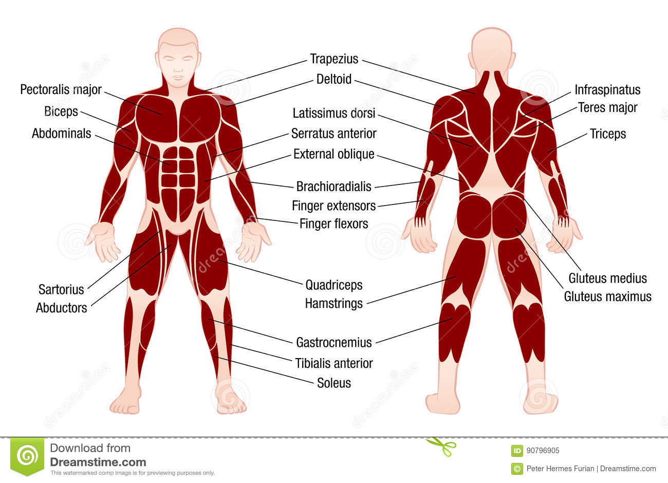 Detail Muscular Body Images Nomer 12