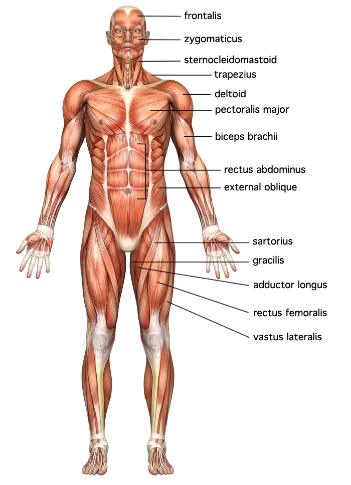 Detail Muscular Body Images Nomer 3