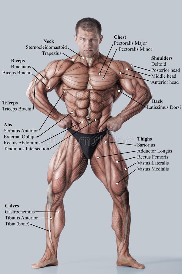 Detail Muscular Body Images Nomer 4