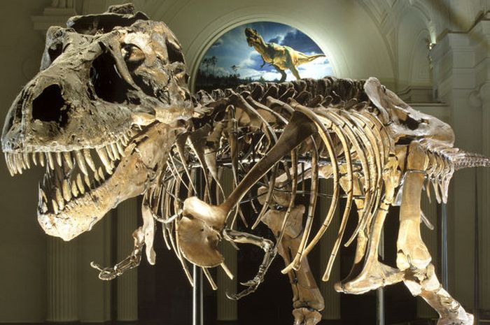 Detail Museum Dinosaurus Di Indonesia Nomer 13