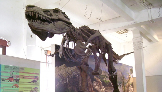 Detail Museum Dinosaurus Di Indonesia Nomer 22