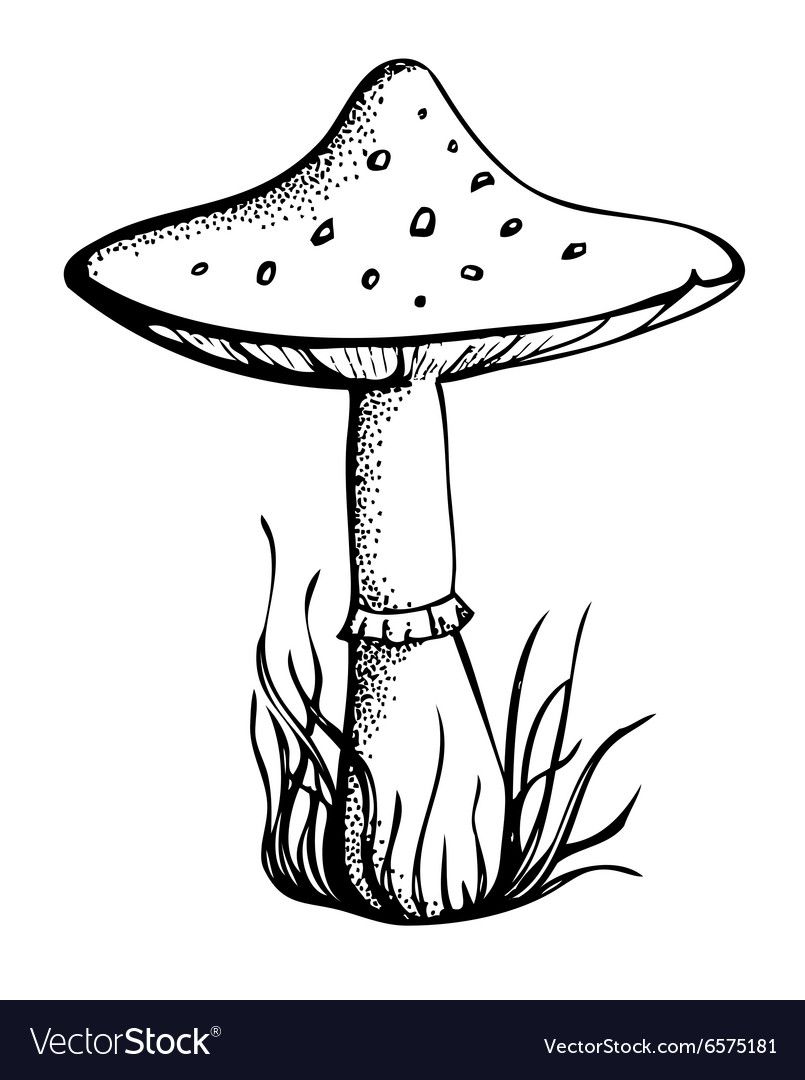 Detail Mushroom Clipart Black And White Nomer 21