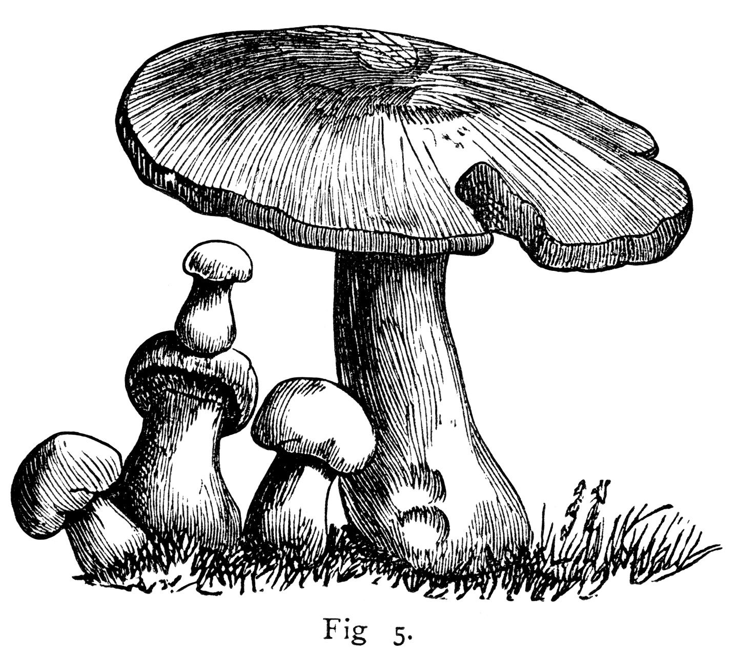 Detail Mushroom Clipart Black And White Nomer 22