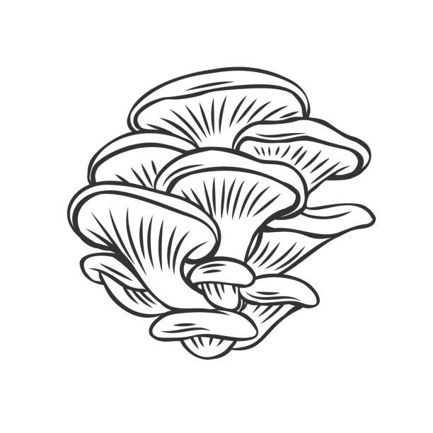Detail Mushroom Clipart Black And White Nomer 27