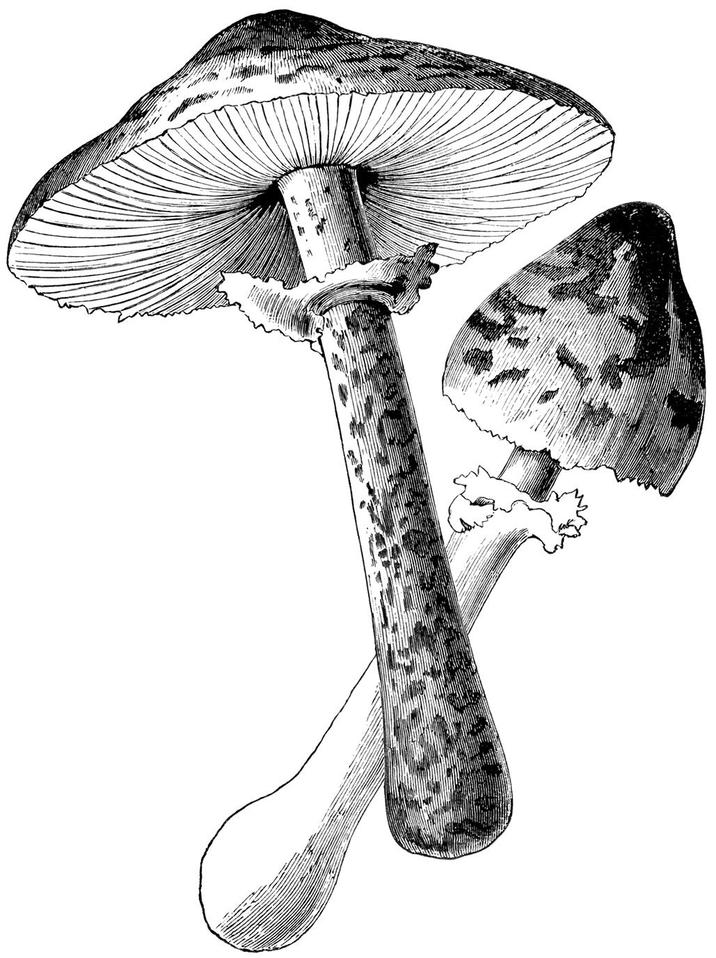 Detail Mushroom Clipart Black And White Nomer 42
