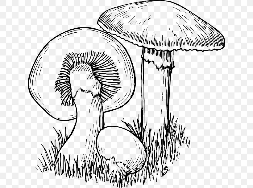 Detail Mushroom Clipart Black And White Nomer 43