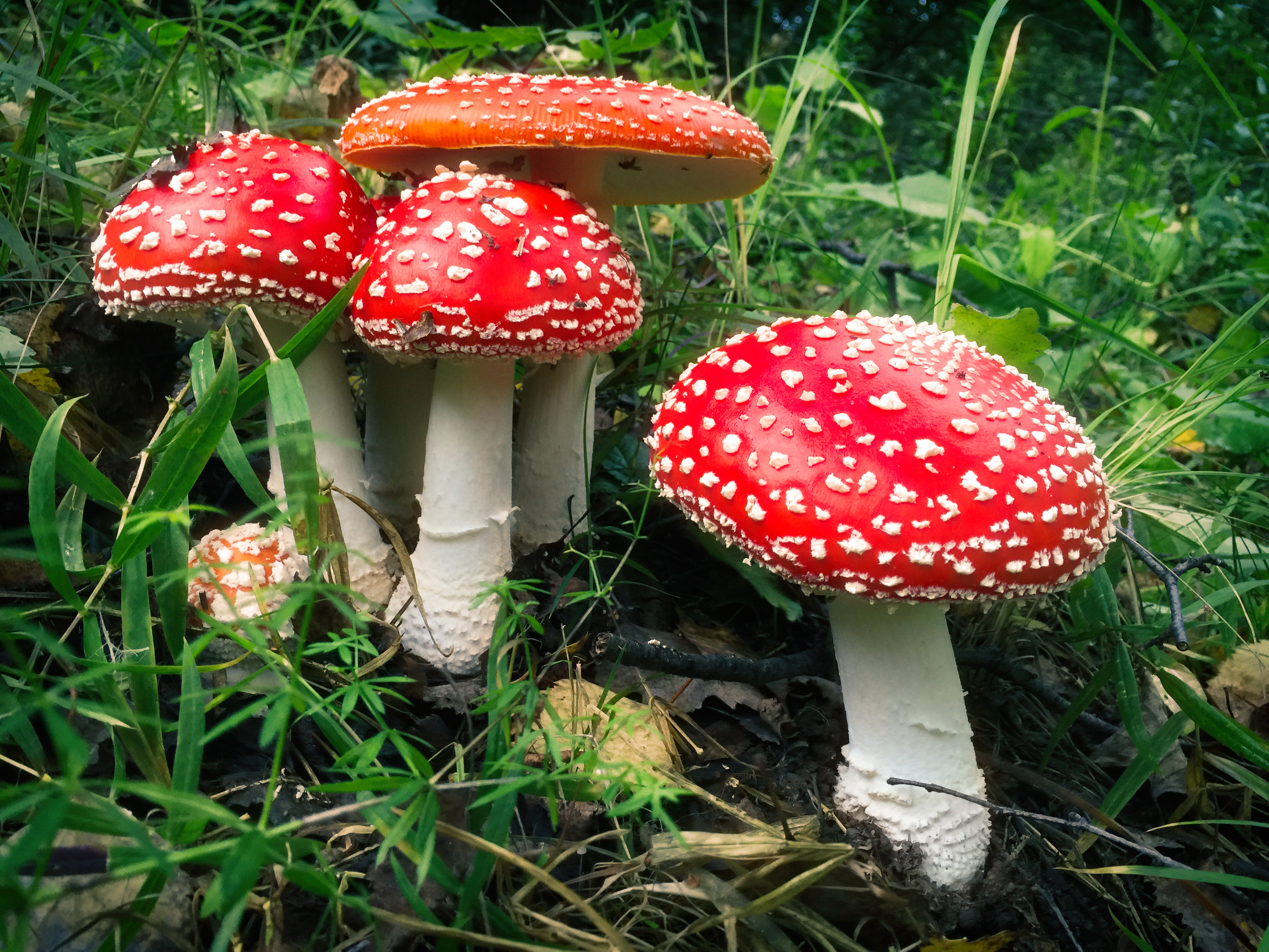 Detail Mushroom Images Nomer 11