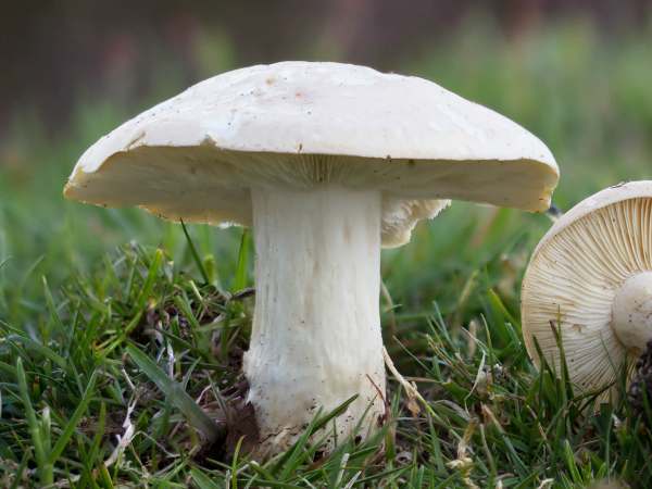 Detail Mushroom Images Nomer 17
