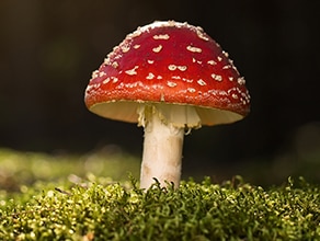 Detail Mushroom Images Nomer 3