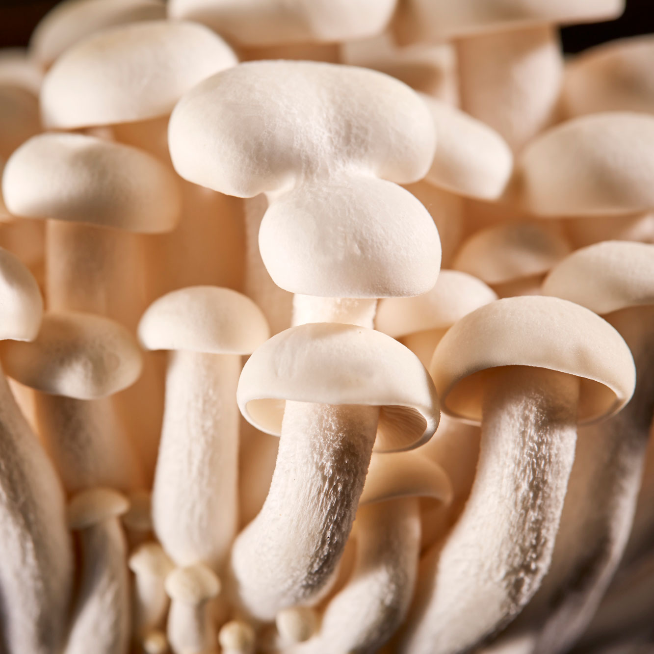 Detail Mushroom Images Nomer 24