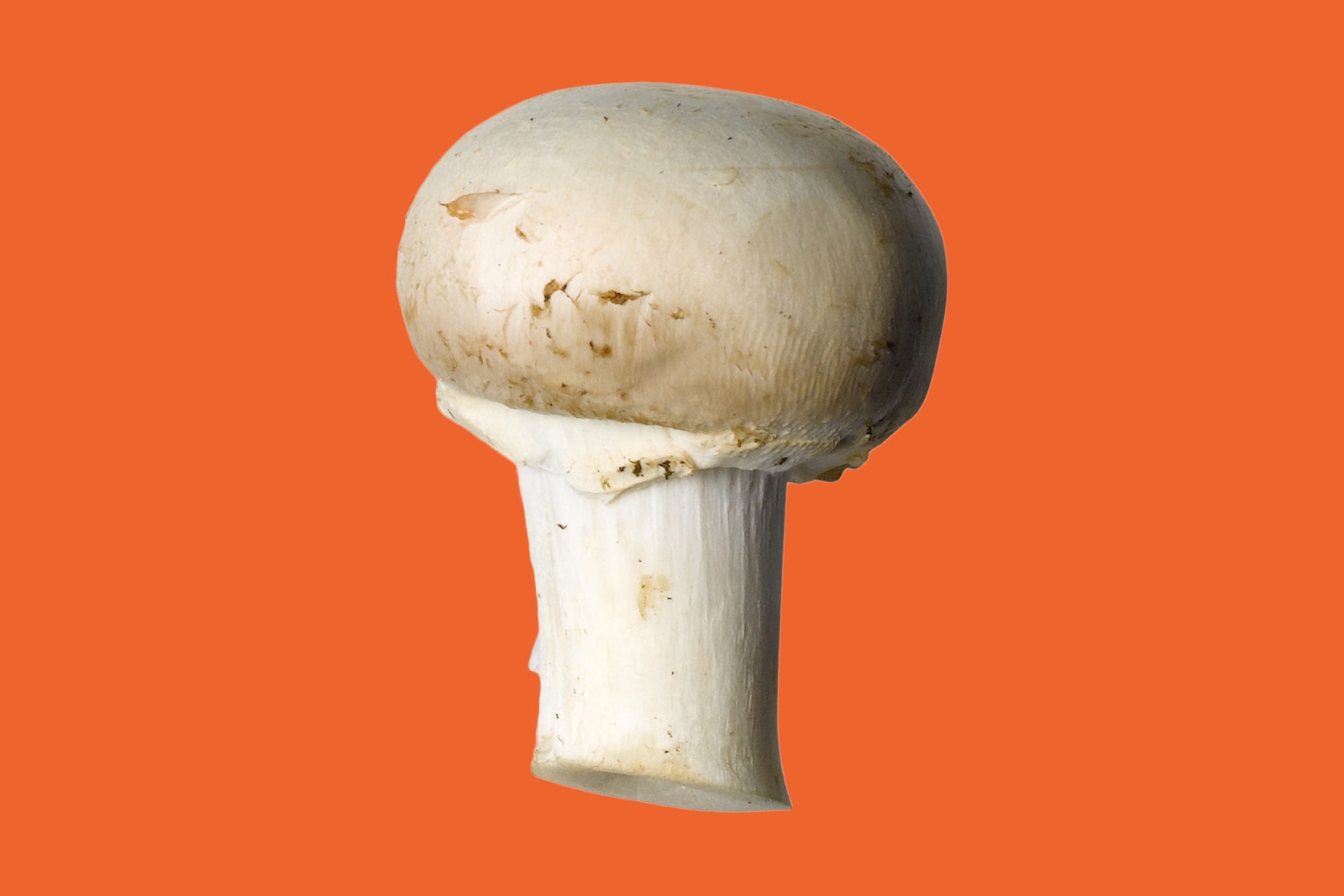 Detail Mushroom Images Nomer 27