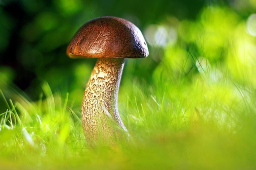 Detail Mushroom Images Nomer 31