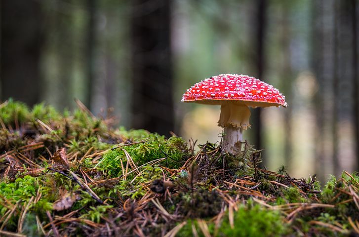 Detail Mushroom Images Nomer 32