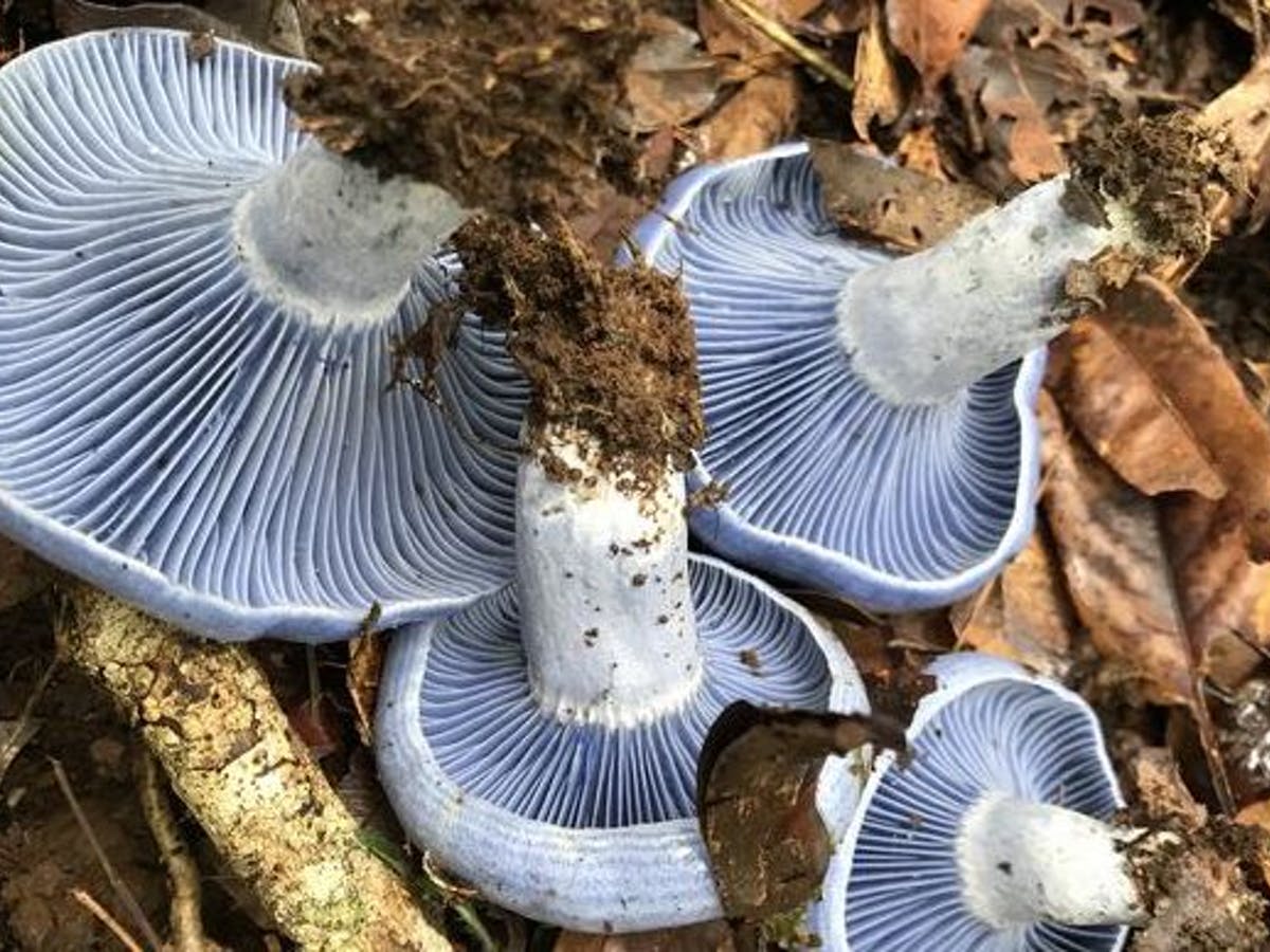 Detail Mushroom Images Nomer 35