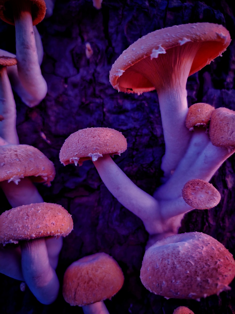 Detail Mushroom Images Nomer 38