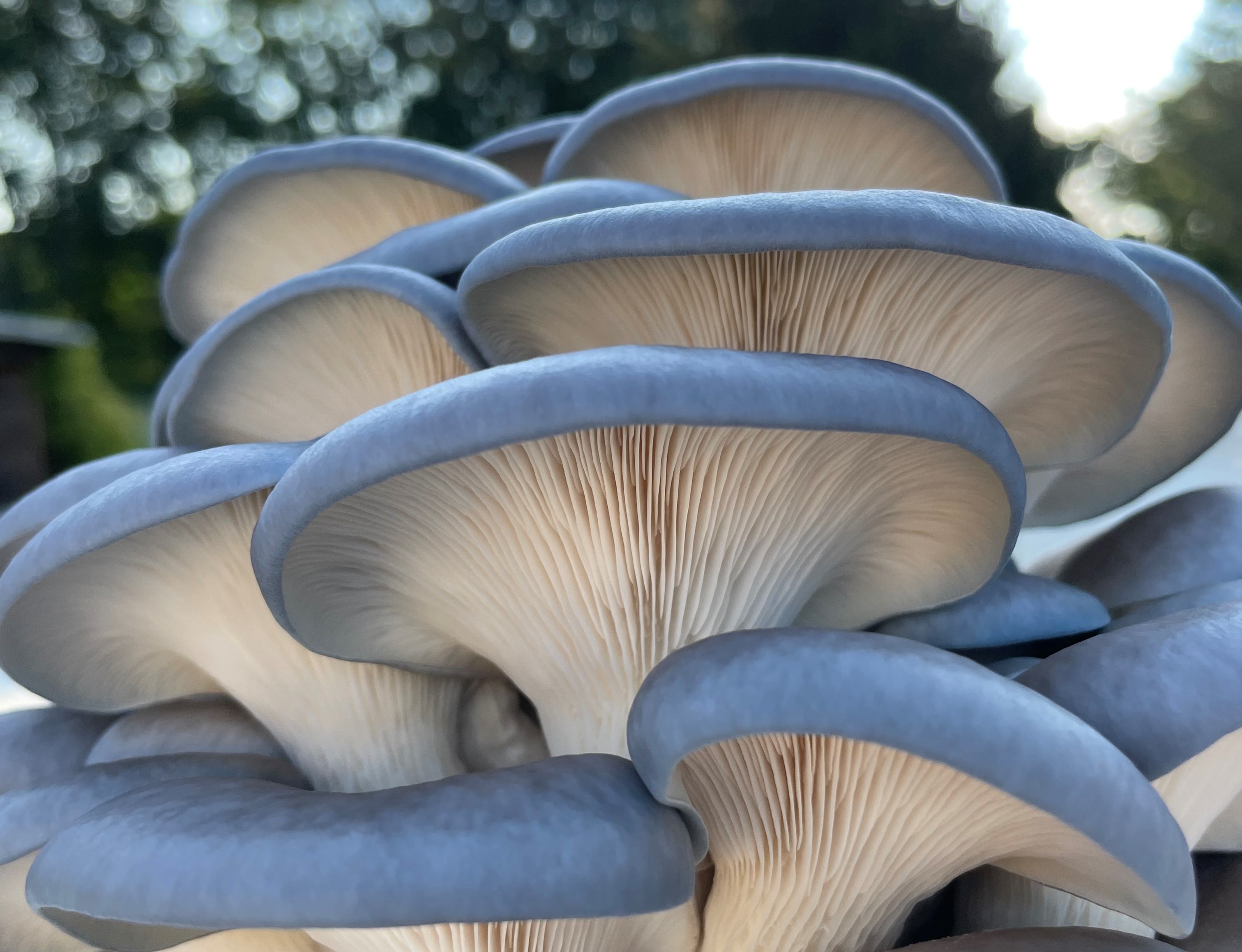 Detail Mushroom Images Nomer 40