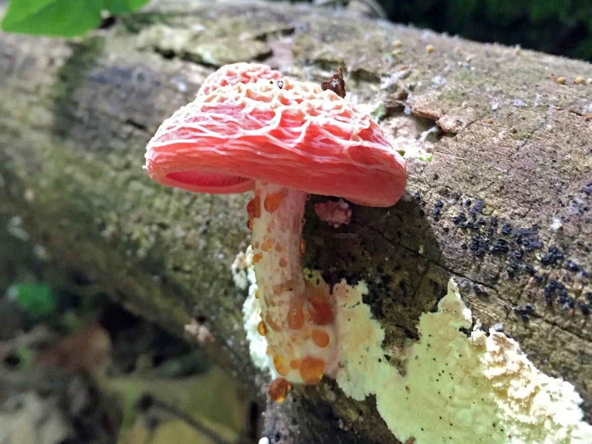 Detail Mushroom Images Nomer 42