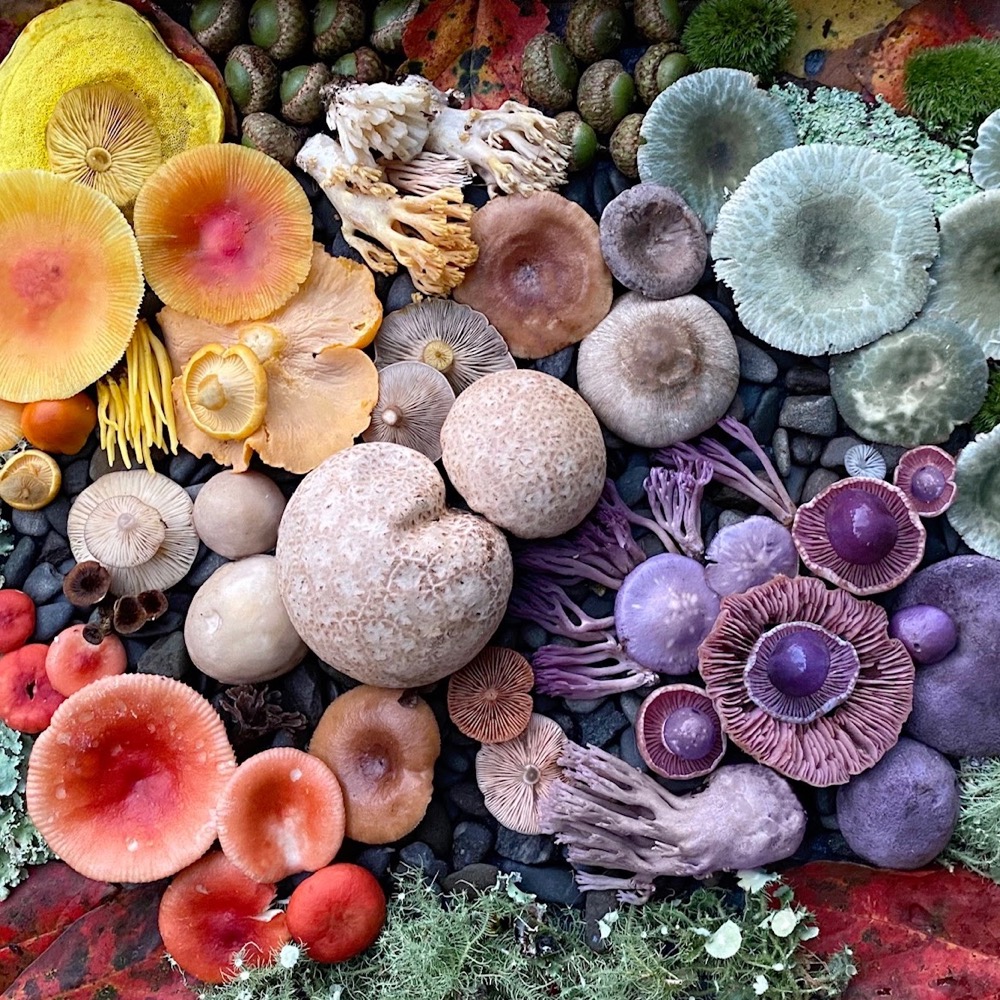 Detail Mushroom Images Nomer 43