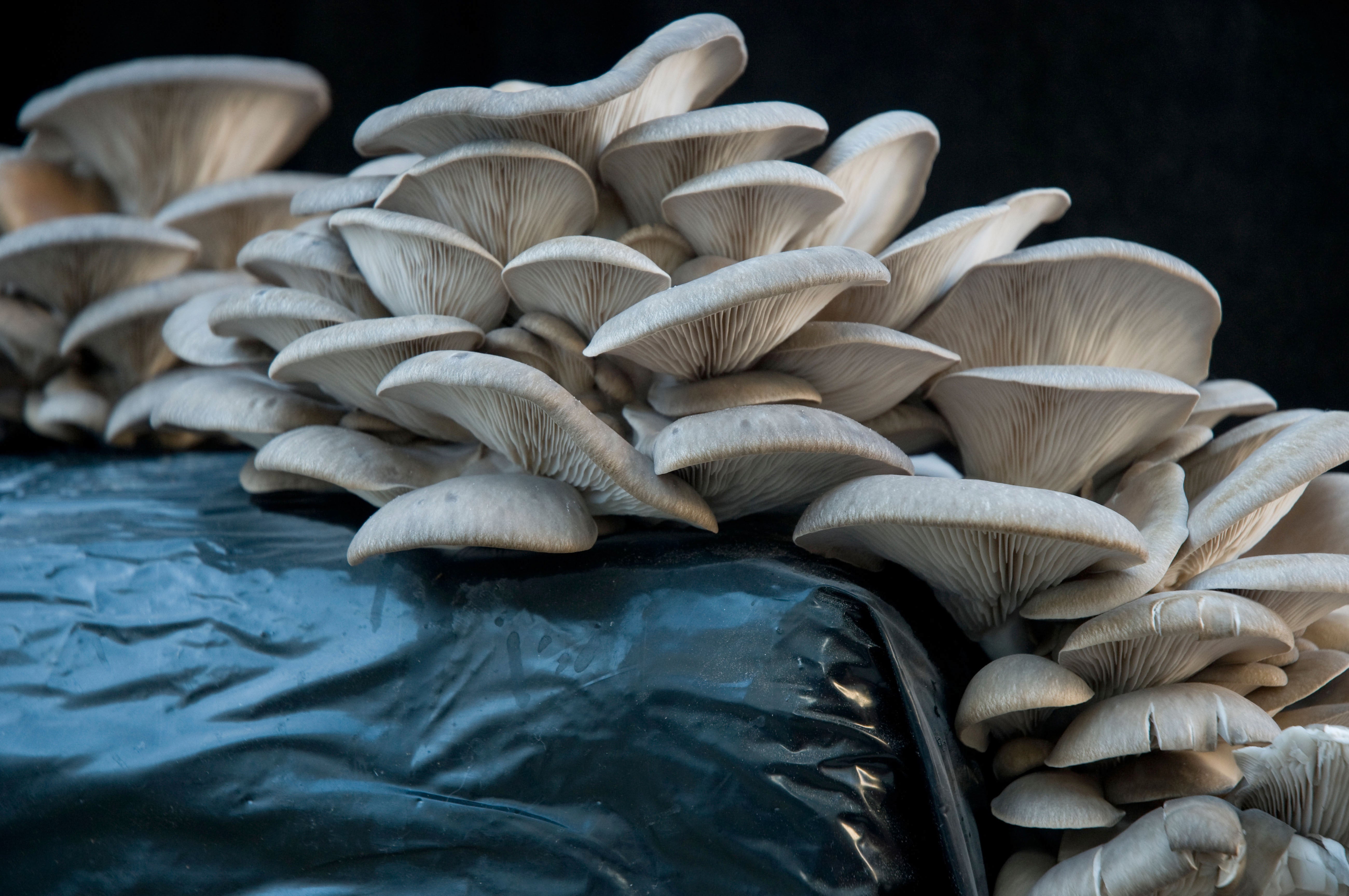 Detail Mushroom Images Nomer 44