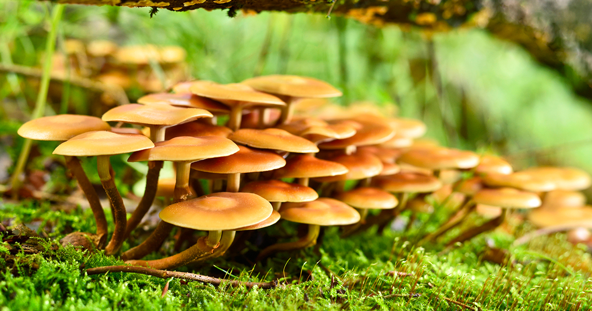 Detail Mushroom Images Nomer 46
