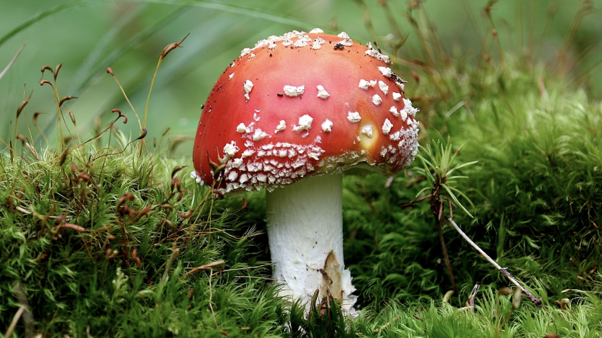 Detail Mushroom Images Nomer 48