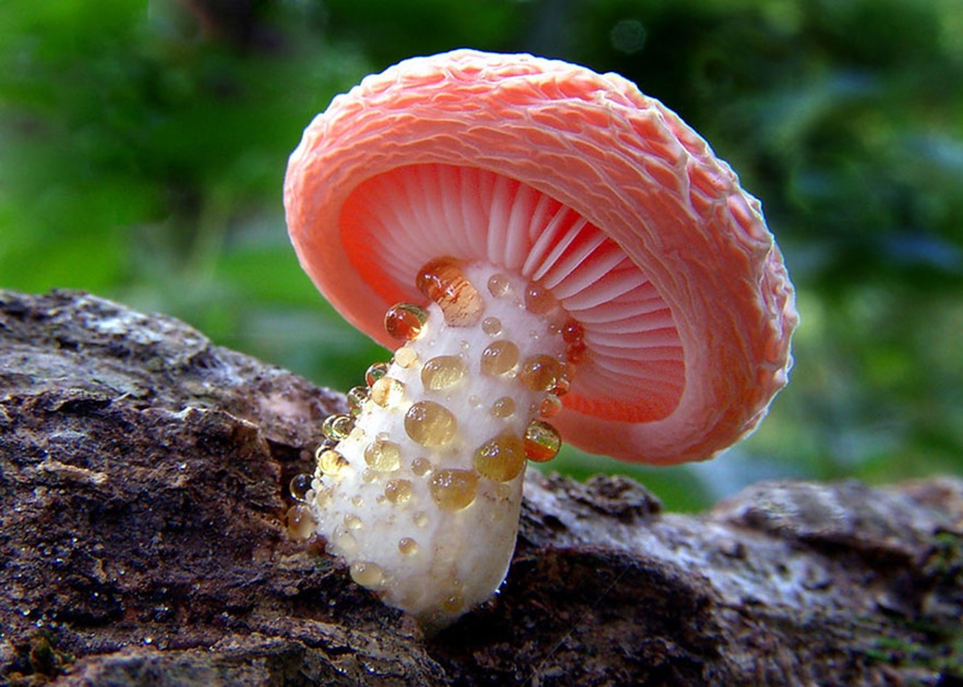 Detail Mushroom Images Nomer 6