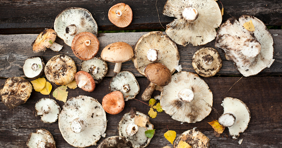 Detail Mushroom Images Nomer 49