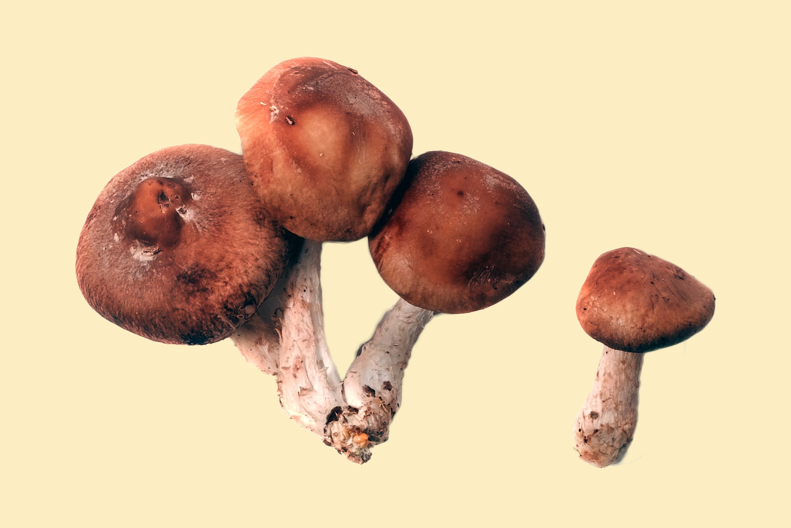 Detail Mushroom Images Nomer 57
