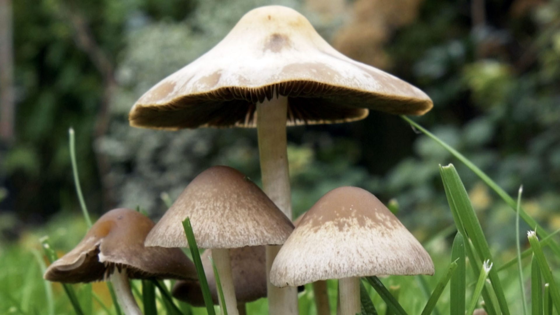 Detail Mushroom Images Nomer 10