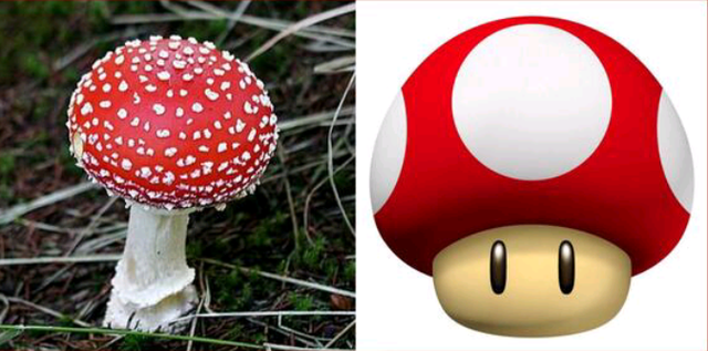 Detail Mushroom Name From Mario Nomer 51