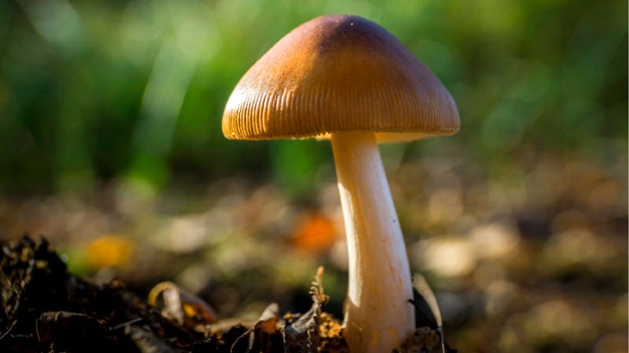 Detail Mushroom Pic Nomer 17