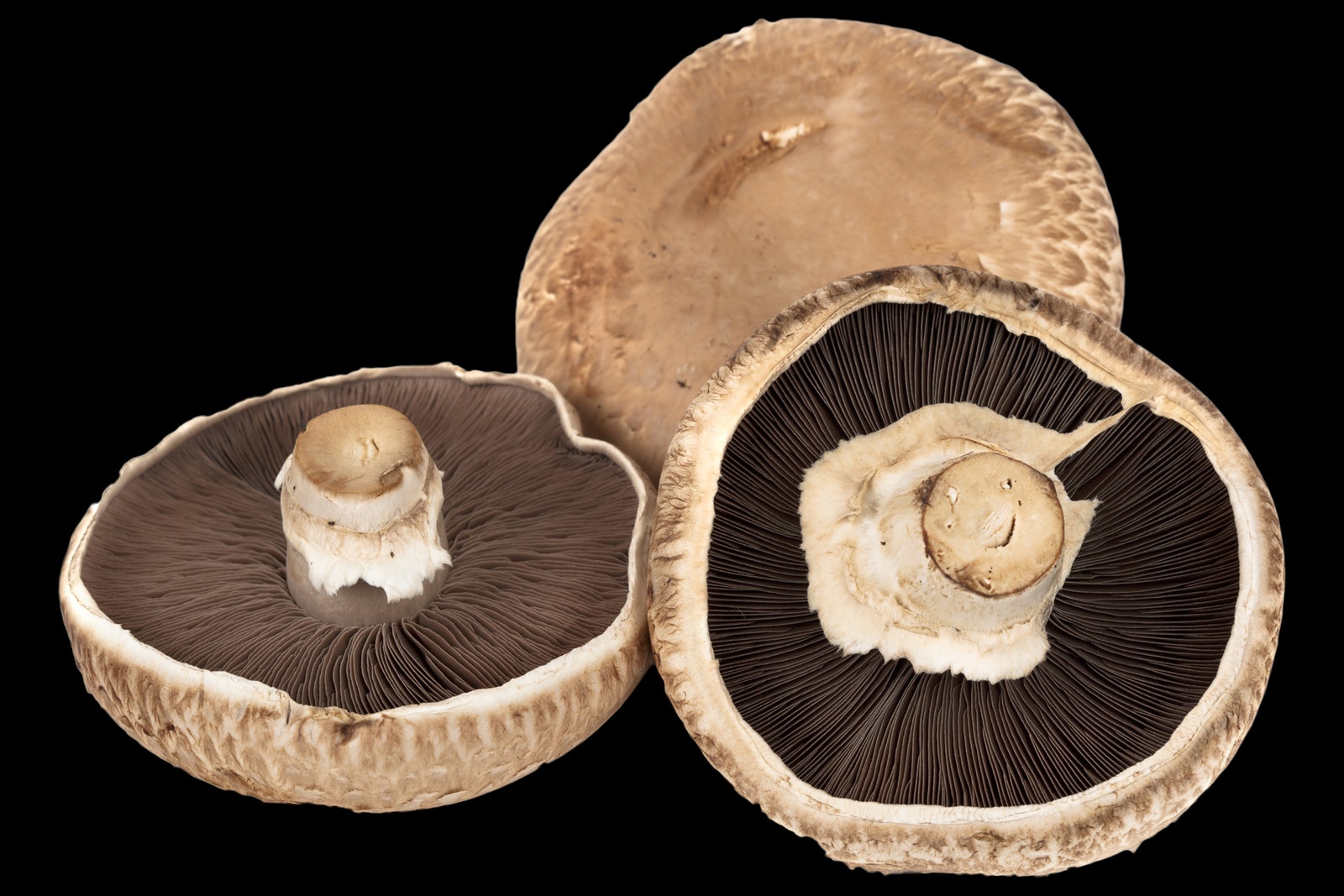 Detail Mushroom Pic Nomer 51