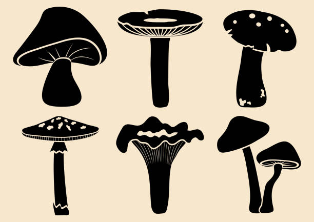 Detail Mushroom Pictures Nomer 38