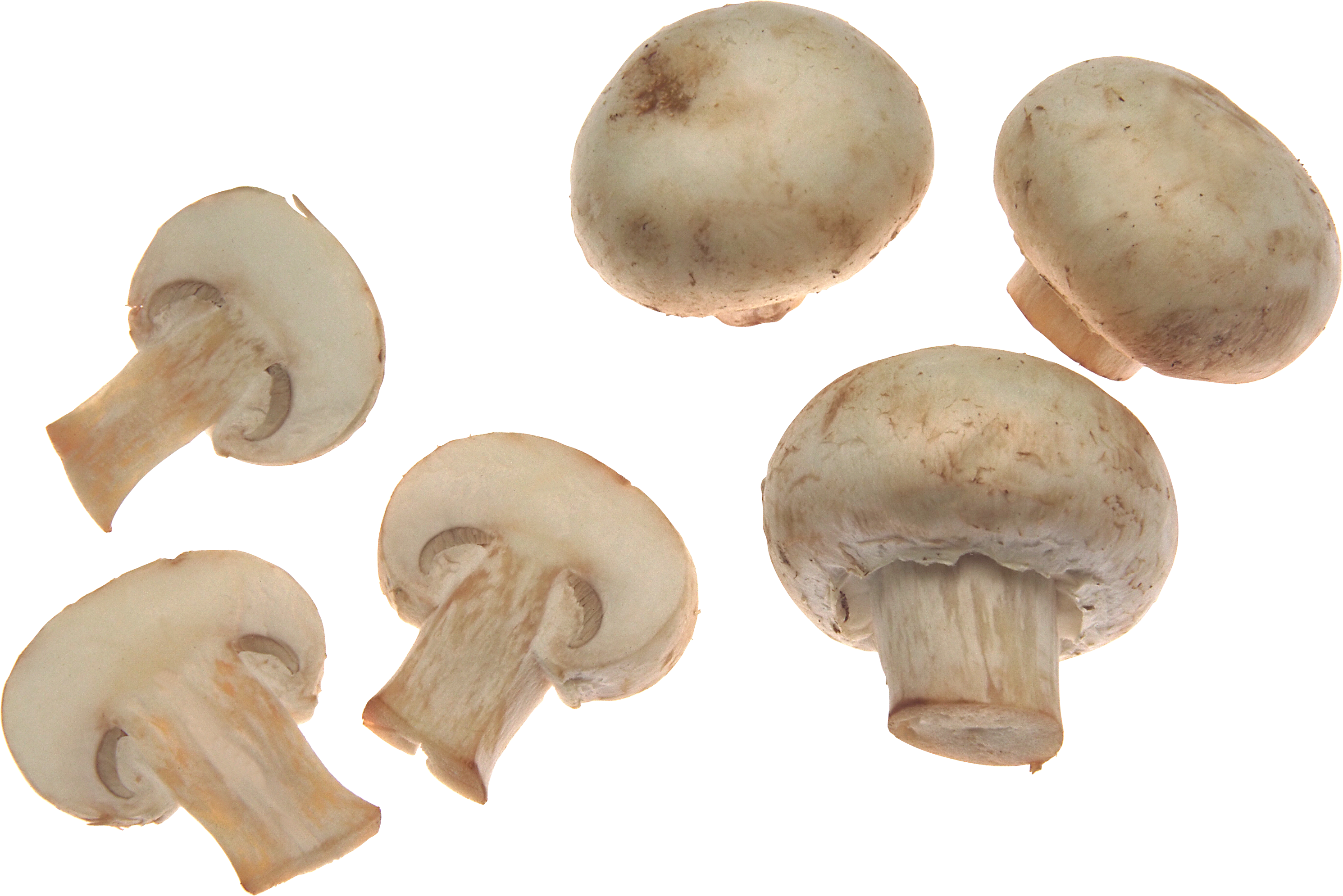 Mushrooms Png - KibrisPDR