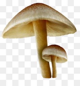 Detail Mushrooms Png Nomer 17