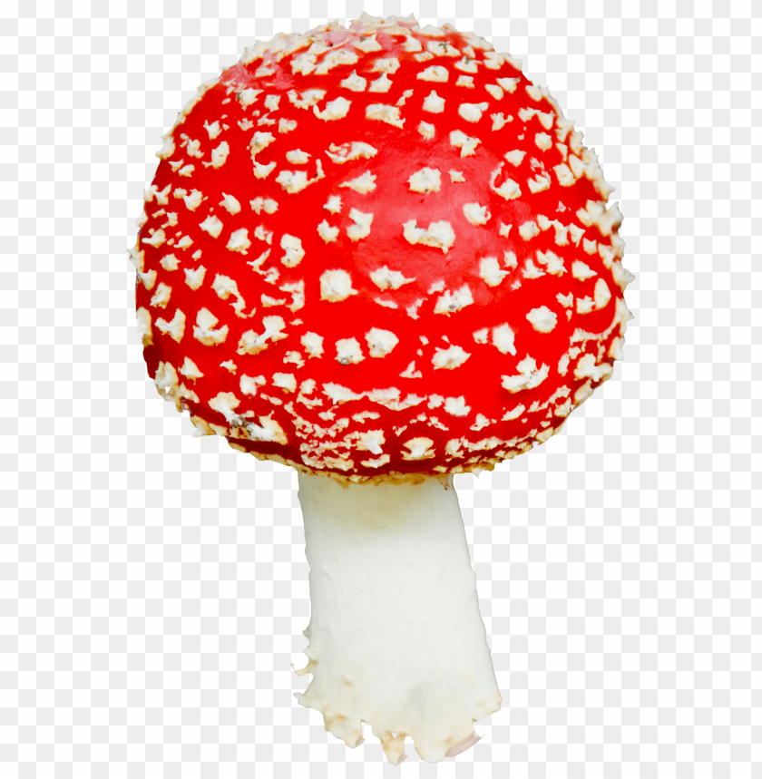 Detail Mushrooms Png Nomer 35