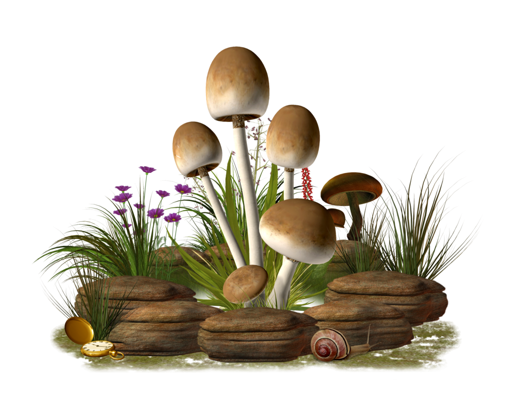 Detail Mushrooms Png Nomer 38