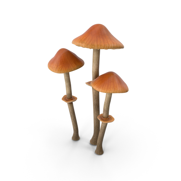 Detail Mushrooms Png Nomer 39