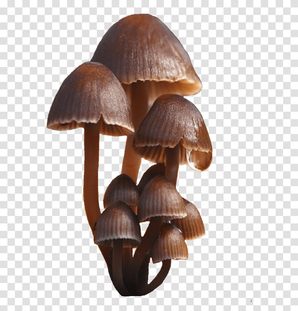 Detail Mushrooms Transparent Nomer 10