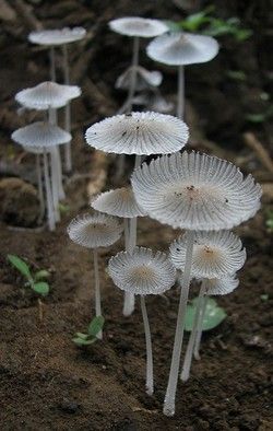 Detail Mushrooms Transparent Nomer 20