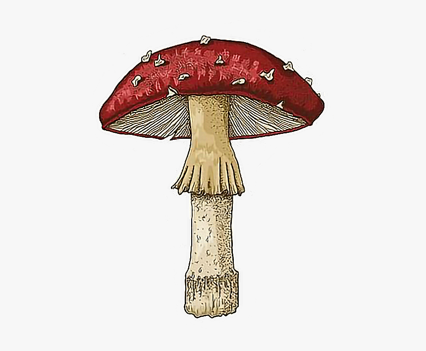 Detail Mushrooms Transparent Nomer 21