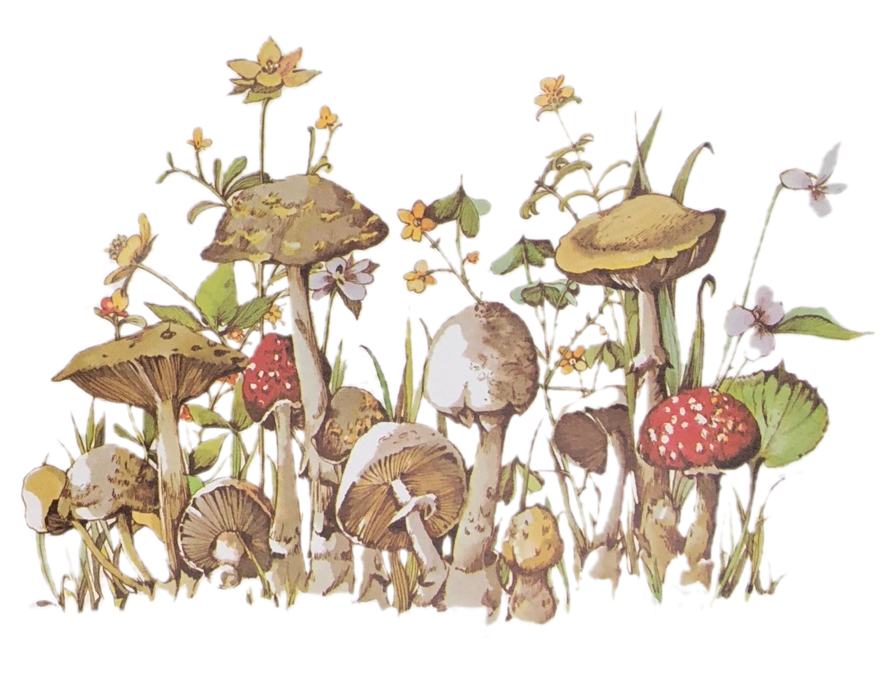 Detail Mushrooms Transparent Nomer 23
