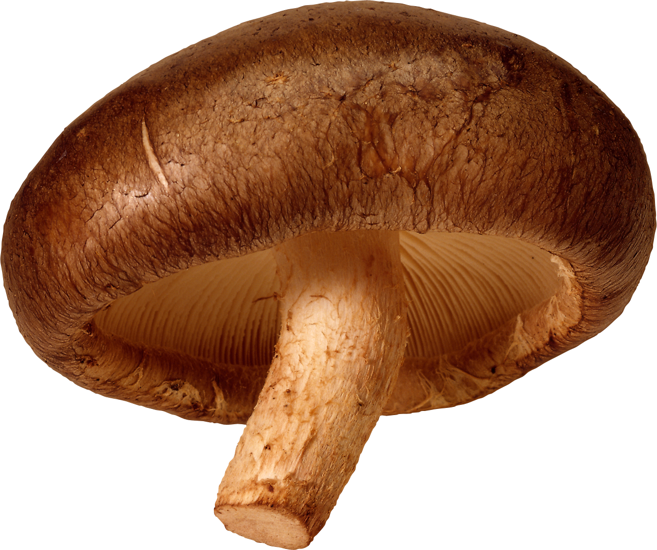 Detail Mushrooms Transparent Nomer 33